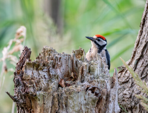 Darß Wildlife