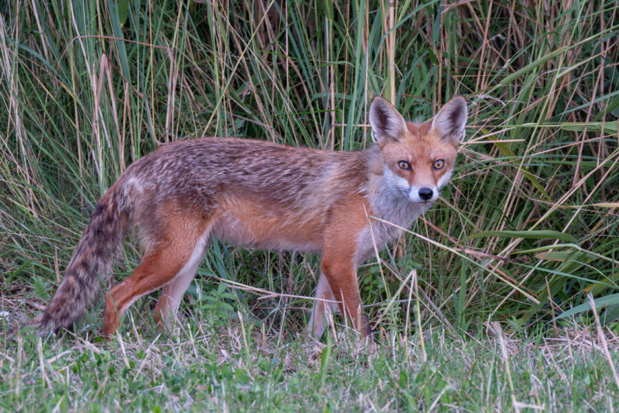 Fuchs