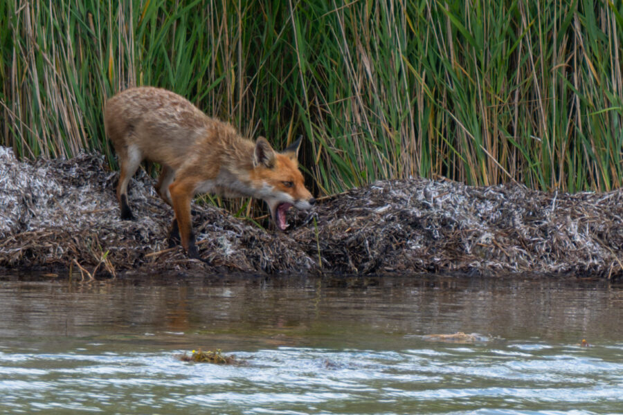Fuchs