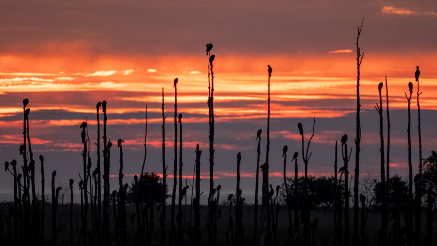 Kormorane bei Sonnenuntergang