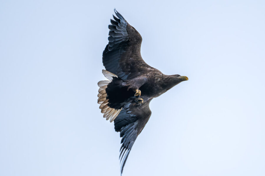 Seeadler