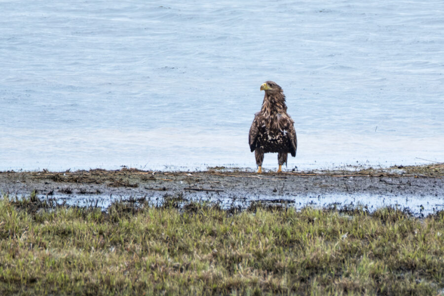 Seeadler