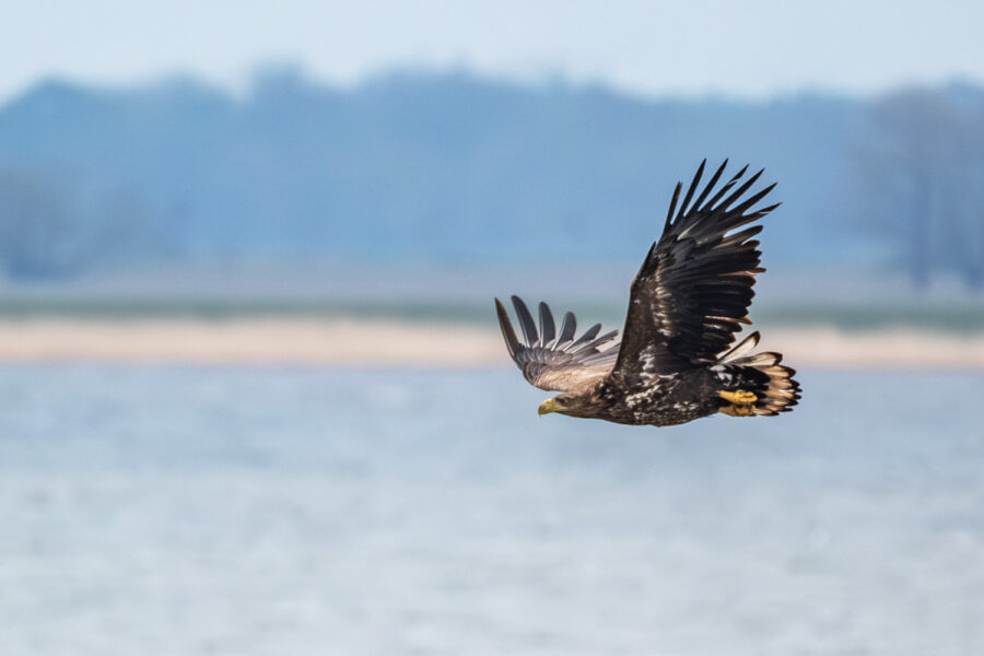 Seeadler