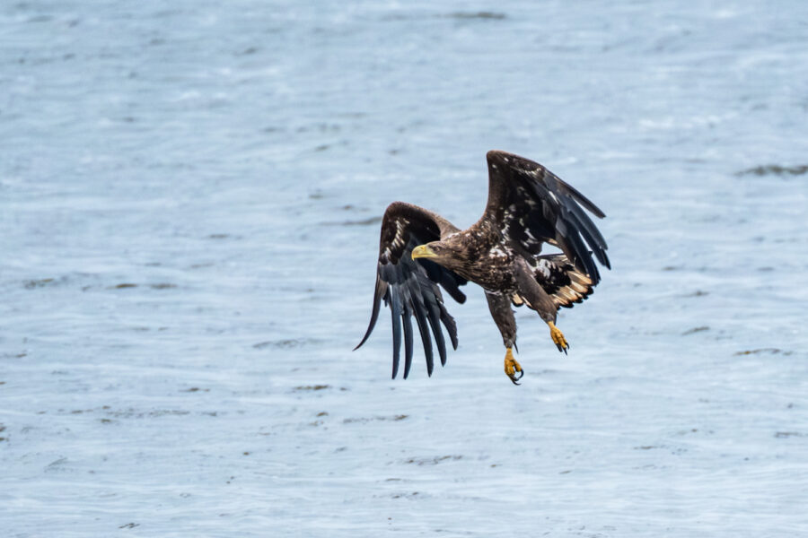 Seeadler