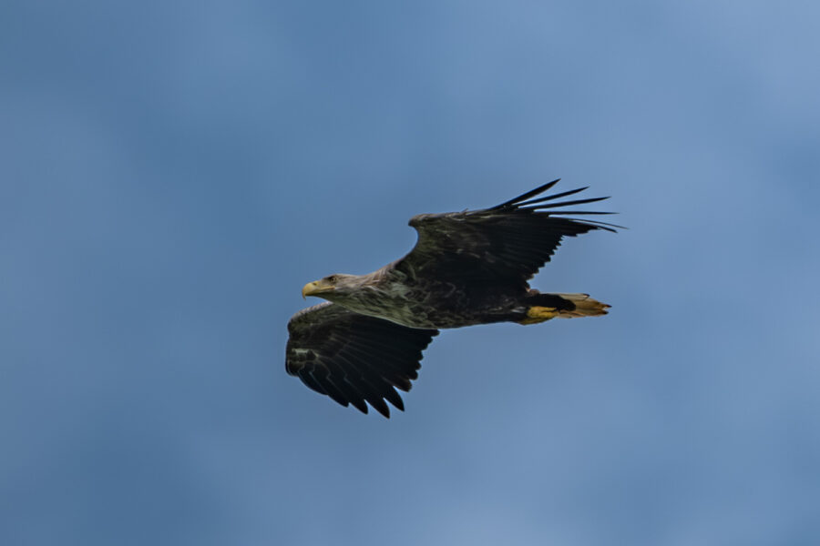 Seeadler