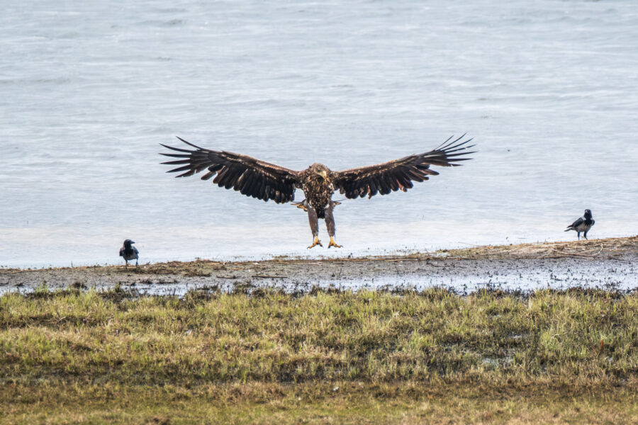 Seeadler