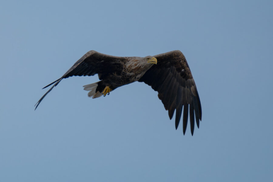 Seeadler