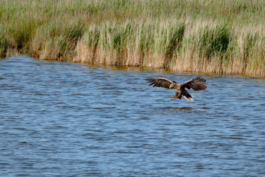Seeadler