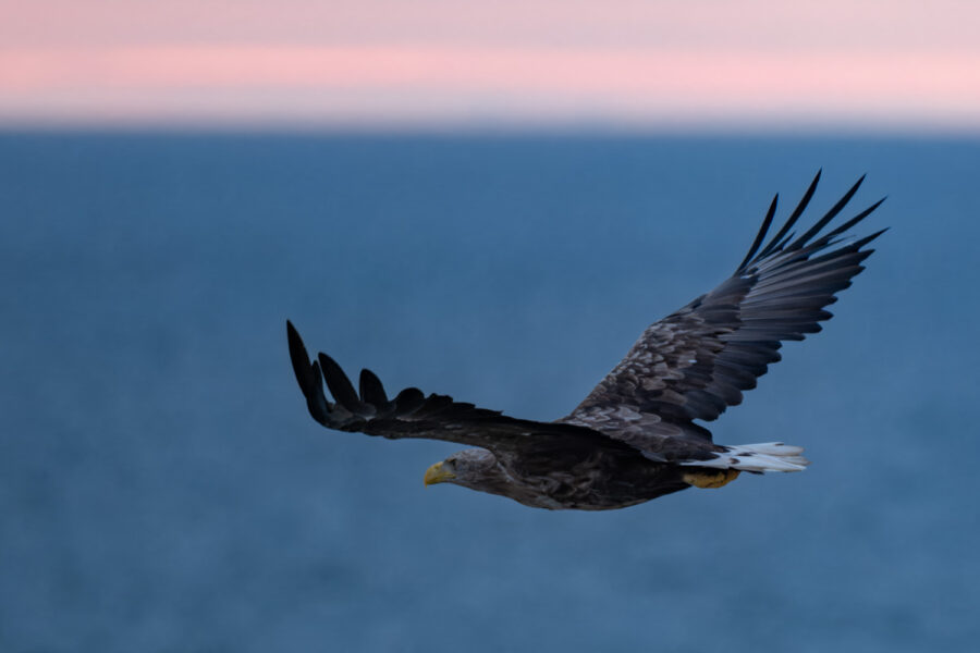 Seeadler