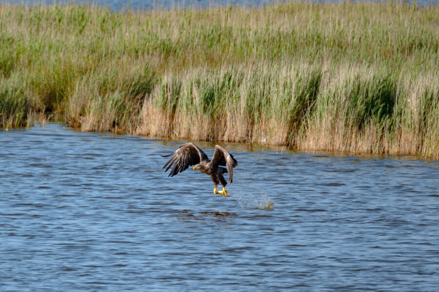 Seeadler
