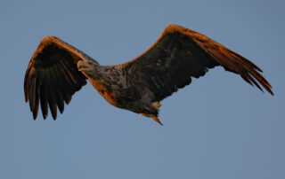Seeadler