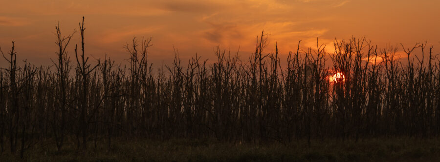 Sonnenaufgang im Nebel