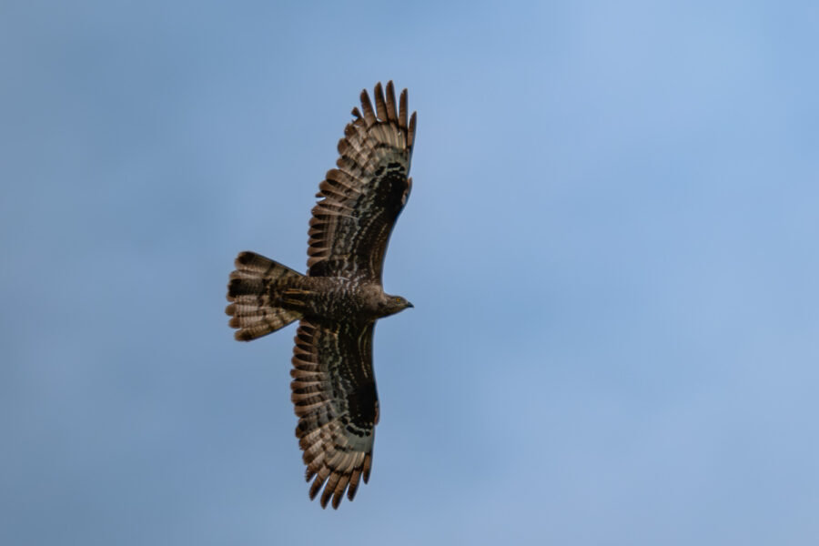 Wespenbussard