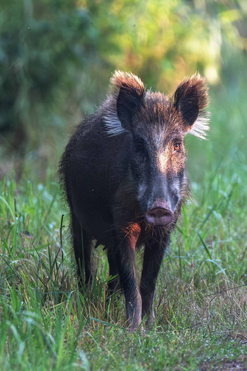 Wildschwein