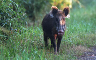 Wildschwein