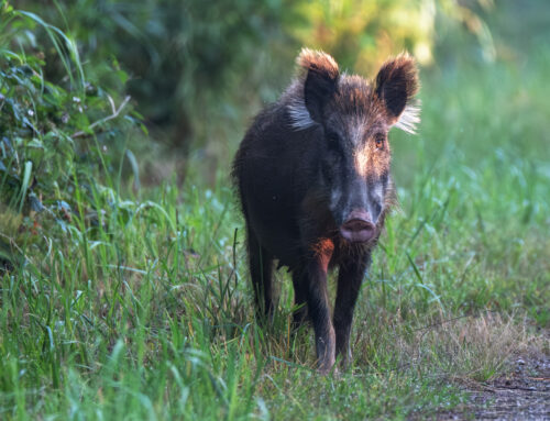 Darß Wildlife