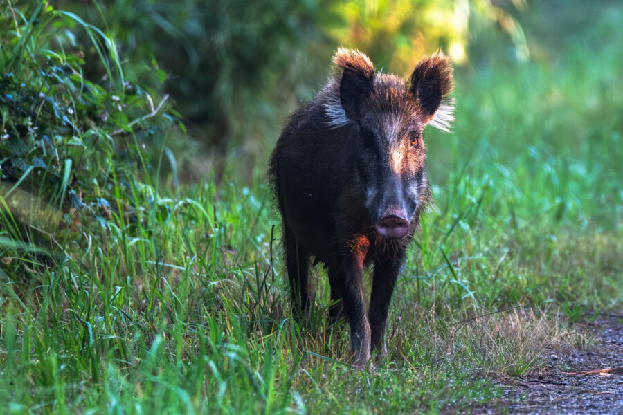 Wildschwein