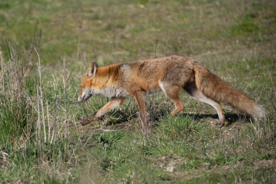 Fuchs