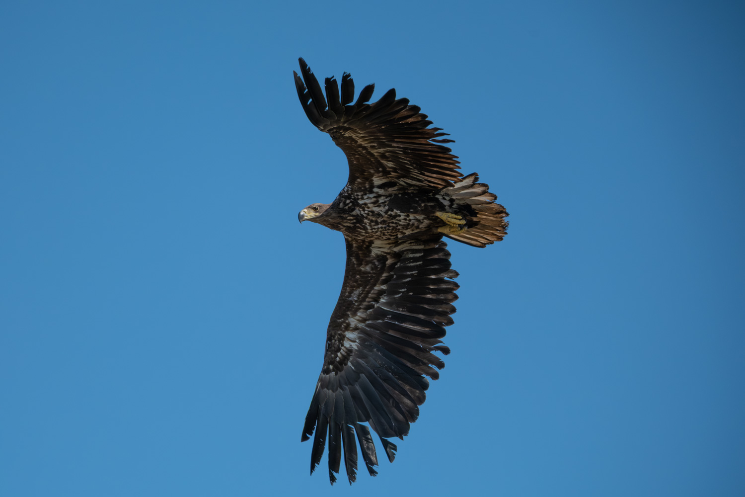Seeadler