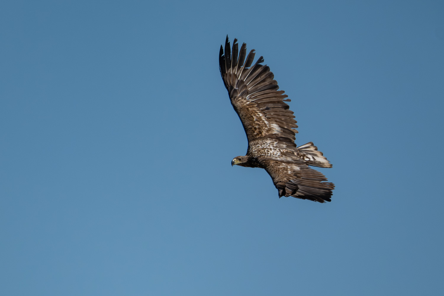 Seeadler