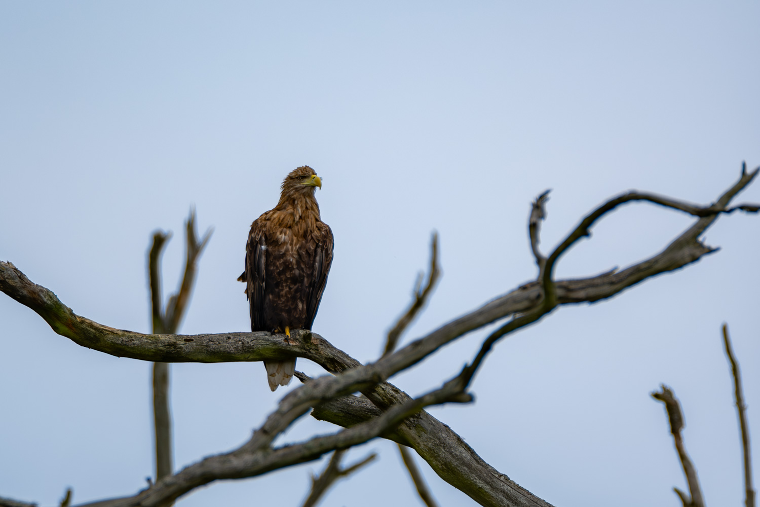 Seeadler