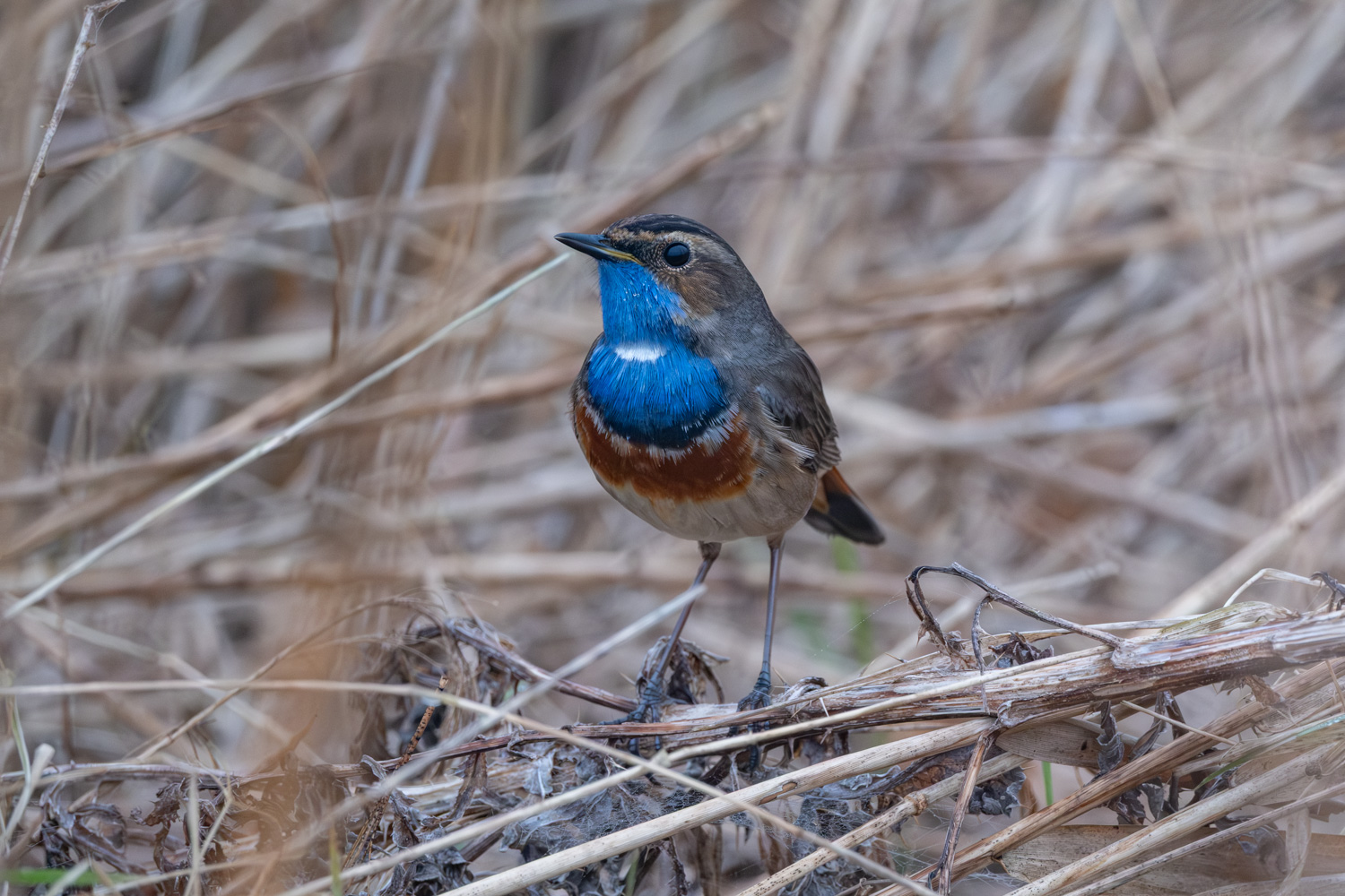 Blaukehlchen