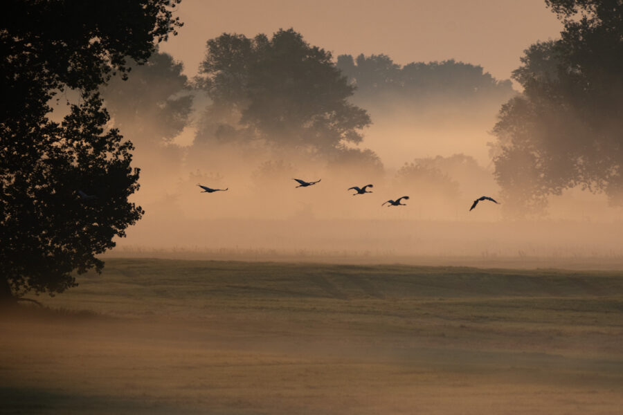 Kraniche im Nebel