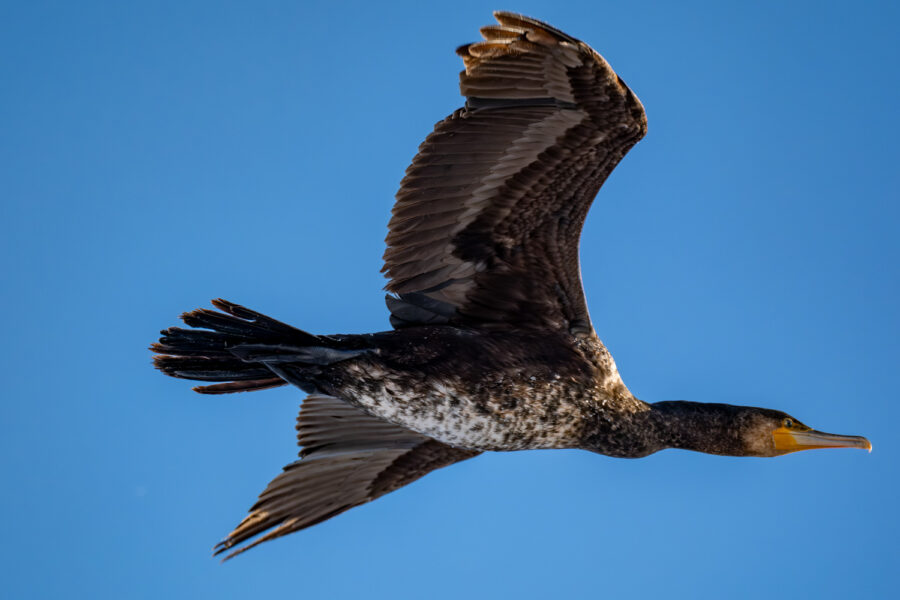 Kormoran