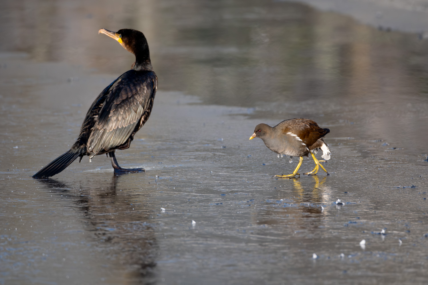 Kormoran & Teichralle