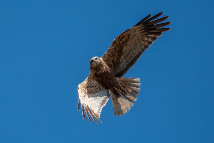 Rohrweihe (Circus aeruginosus)