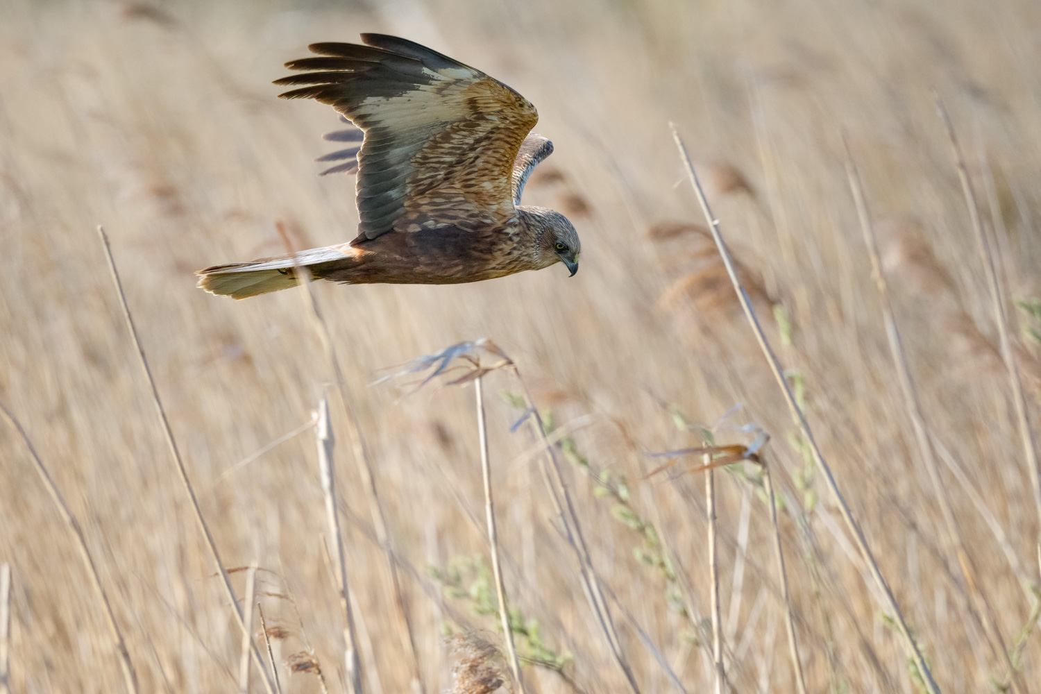 Rohrweihe (Circus aeruginosus)