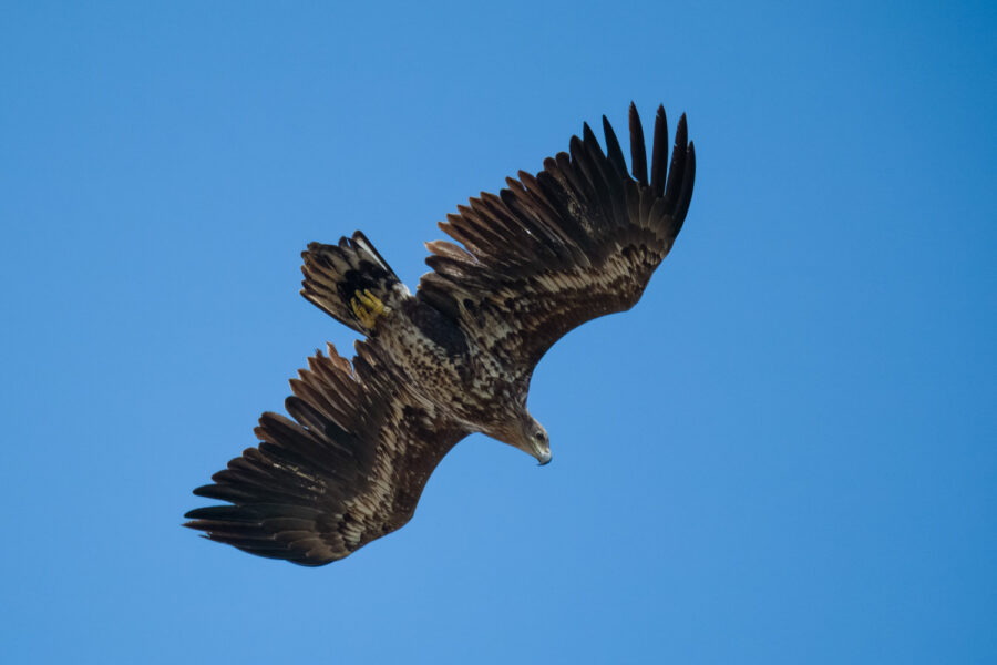 Seeadler