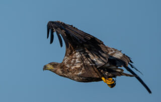 Seeadler