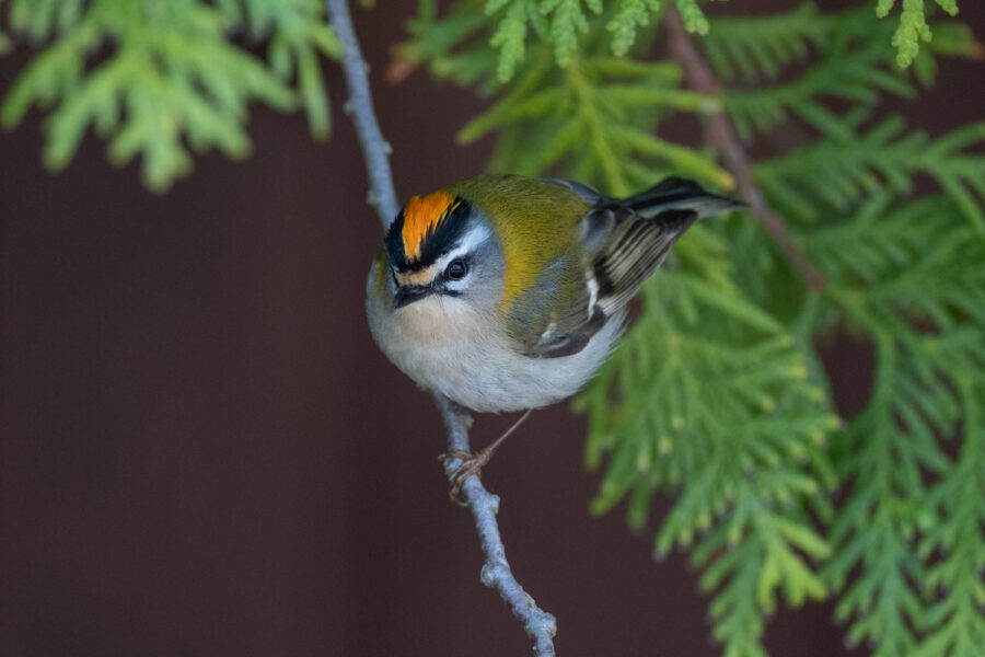 Sommergoldhähnchen