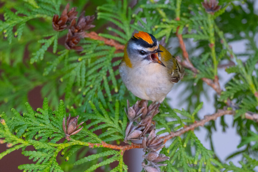Sommergoldhähnchen