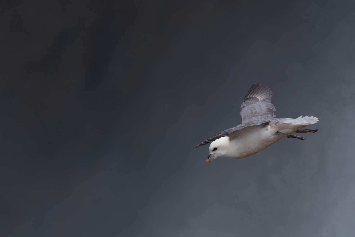 Eissturmvogel