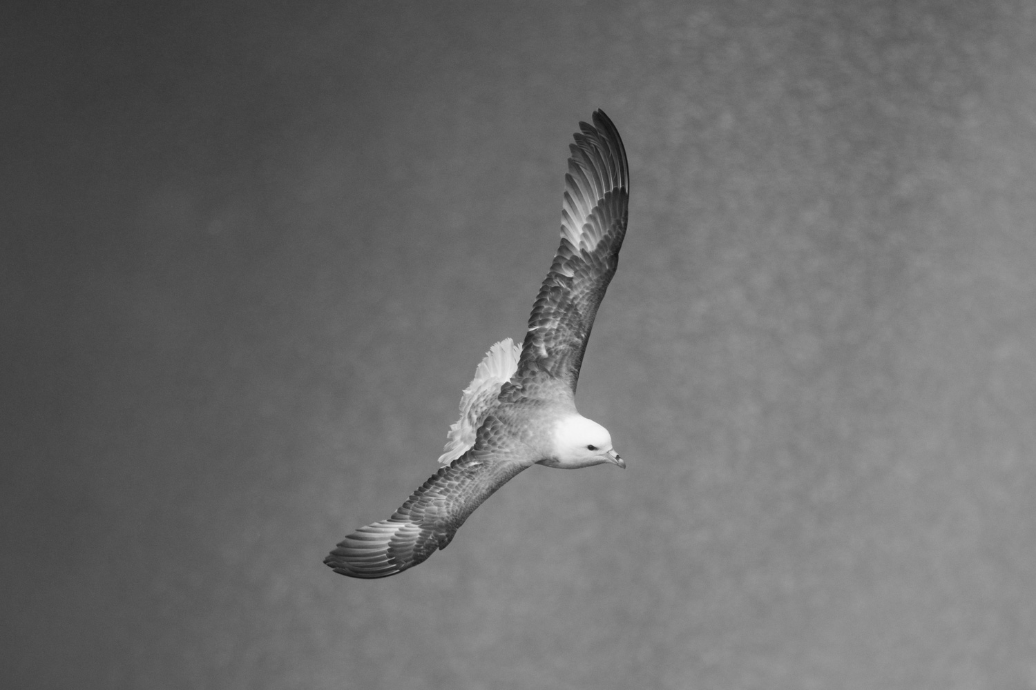 Eissturmvogel