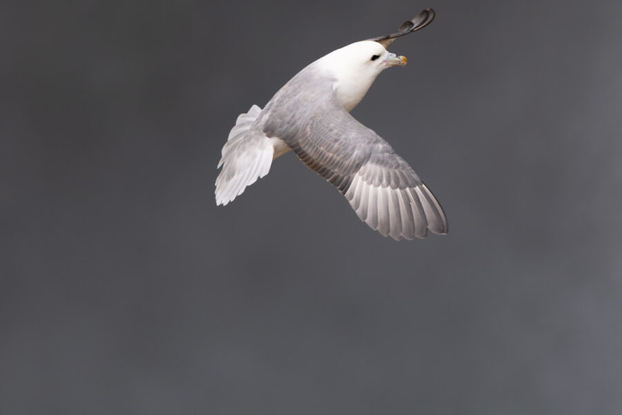 Eissturmvogel