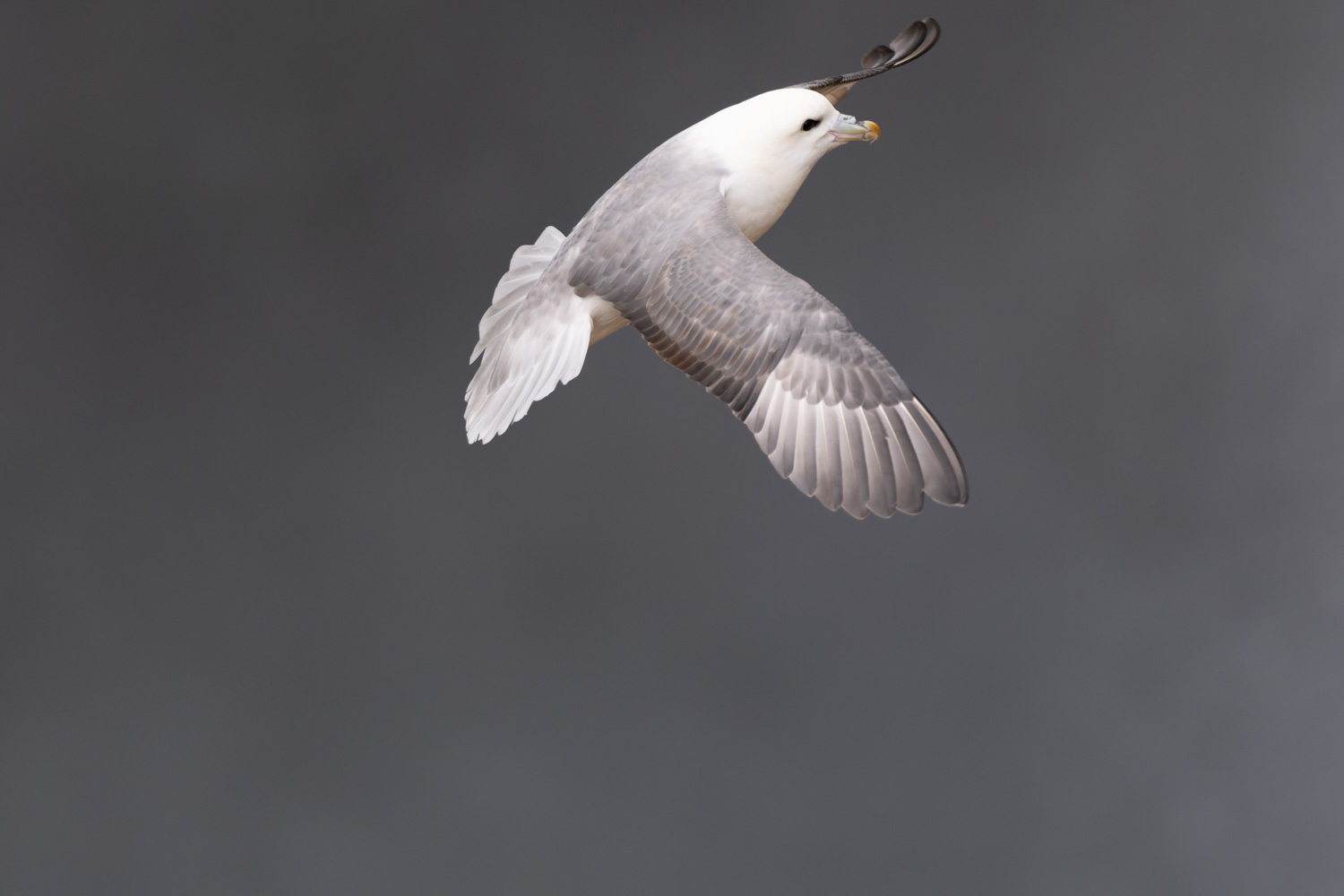 Eissturmvogel