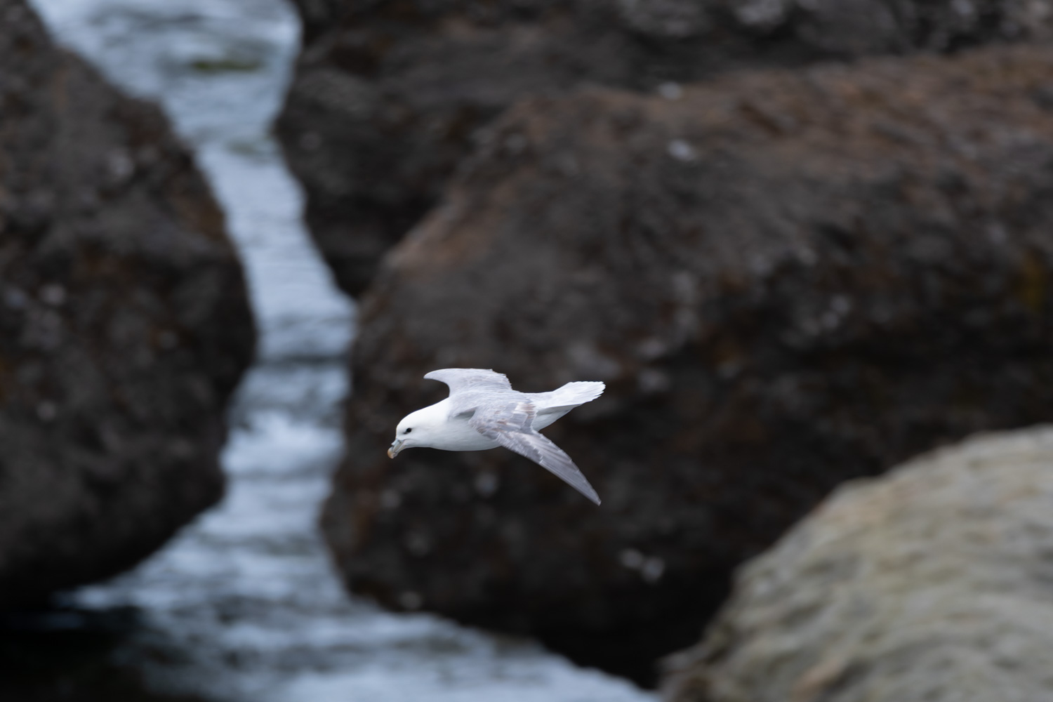 Eissturmvogel