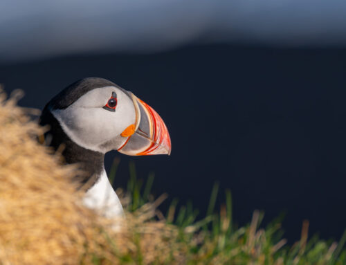 Island wildlife