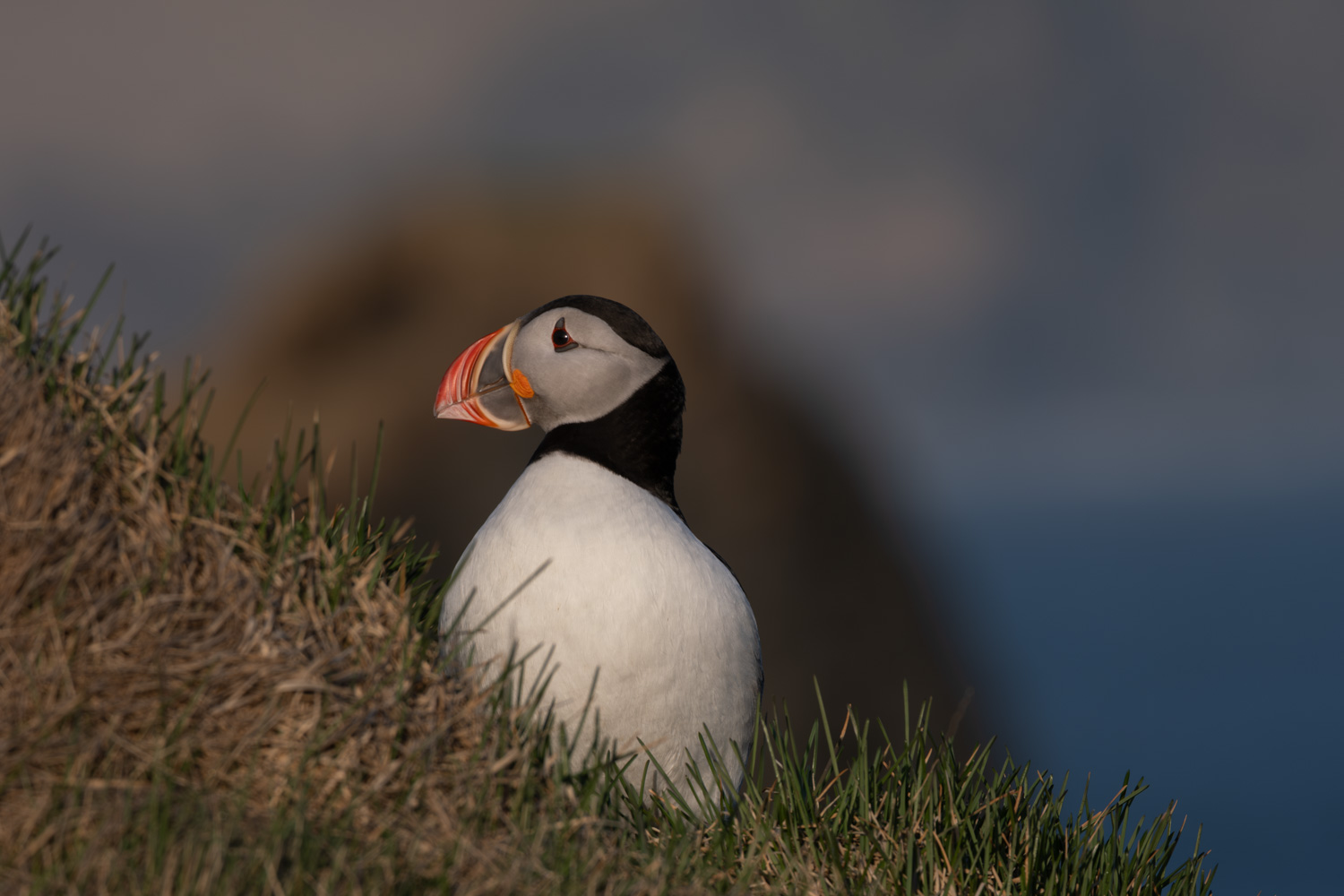 Papageientaucher