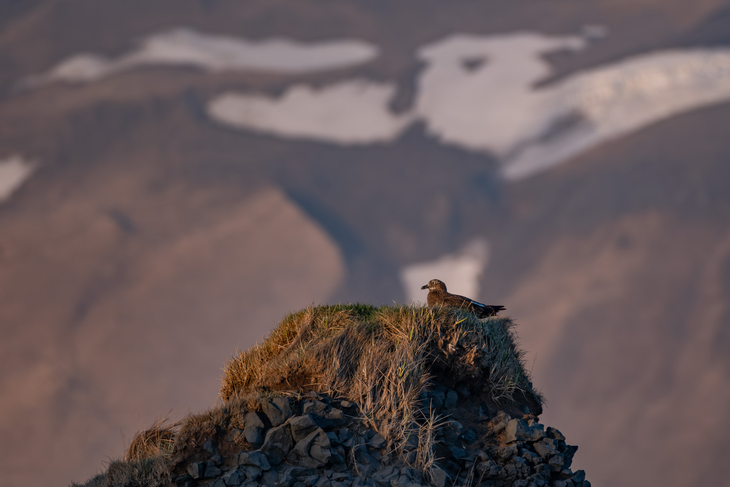 Skua
