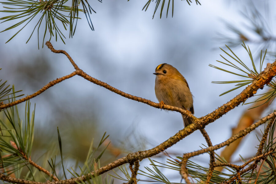 Wintergoldhähnchen