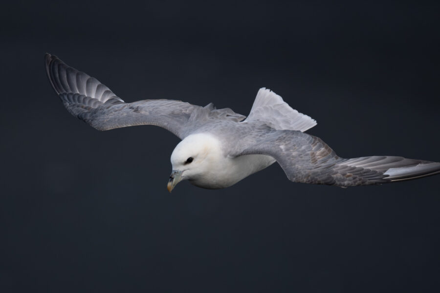 Eissturmvogel