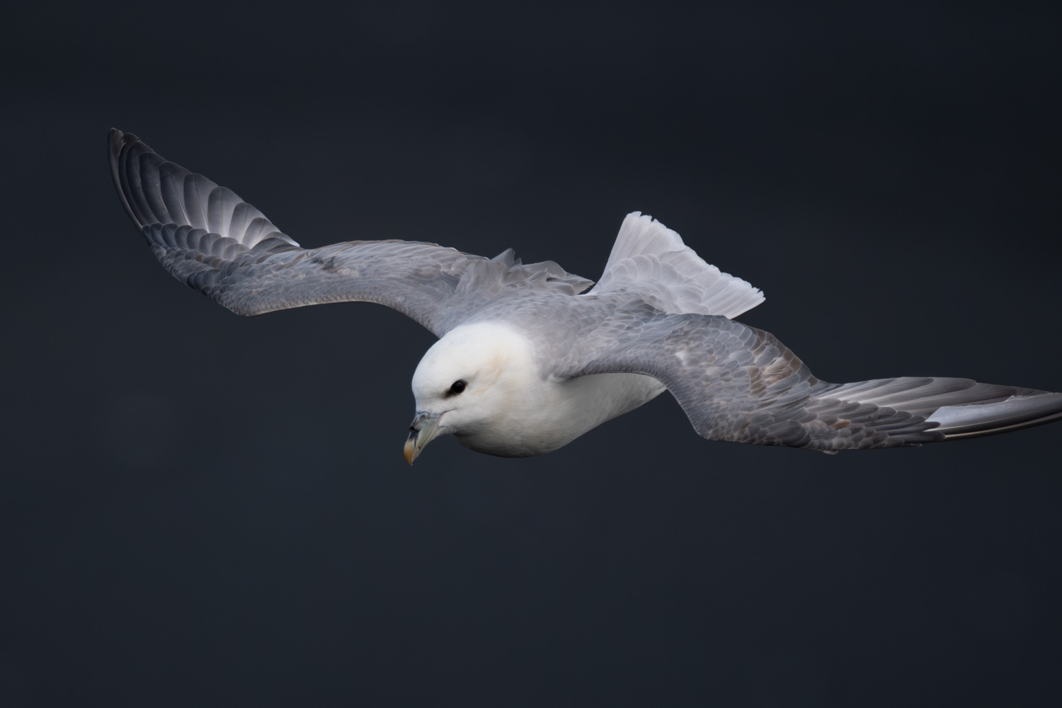 Eissturmvogel