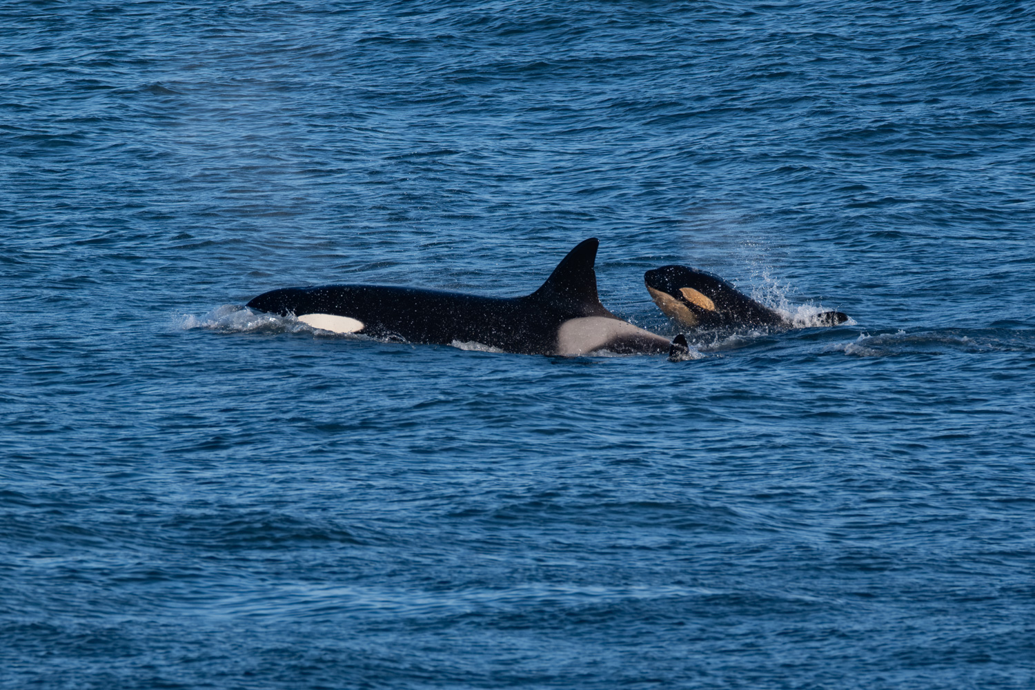 Orcas