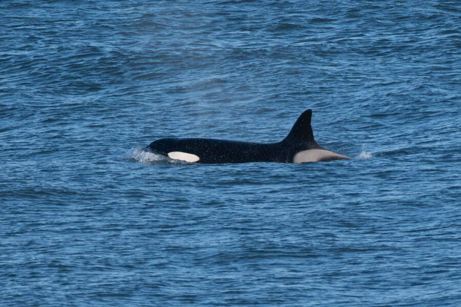 Orcas