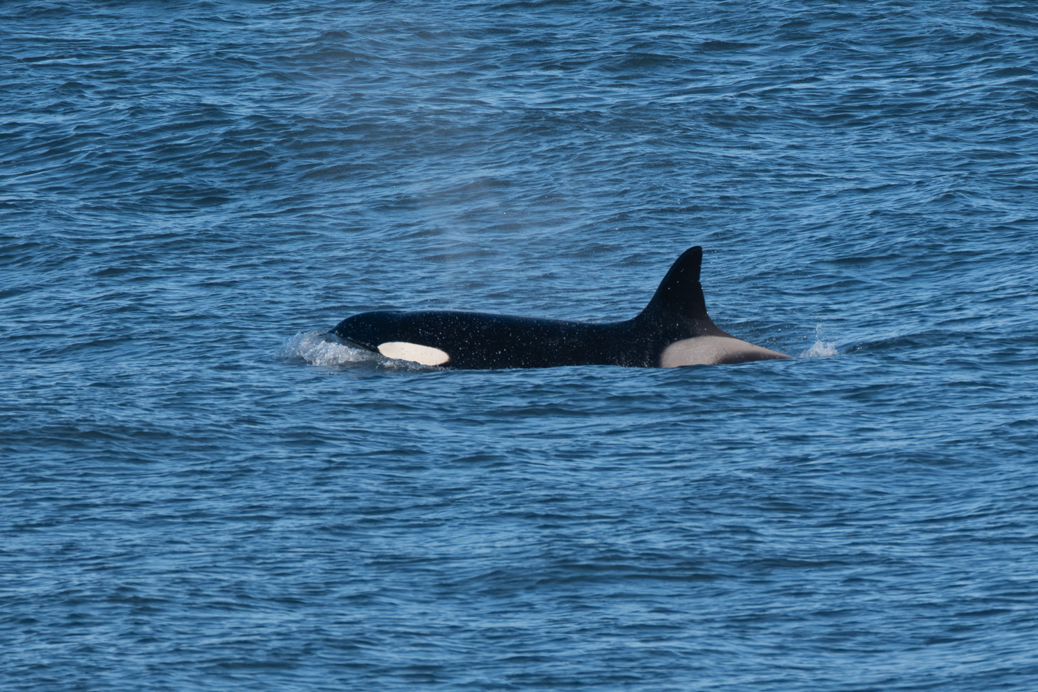 Orcas
