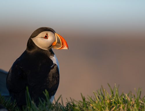 Island wildlife